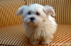 cane_maltese5