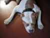 cane_pitbull_040524
