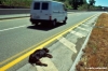 cane_superstrada966_16
