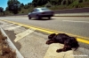 cane_superstrada966_17