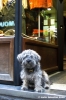cane_via_del_corso1