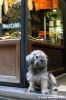 cane_via_del_corso2