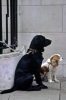 cani349_46