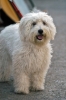 cani_canile001_040612