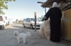 cani_canile003_040612