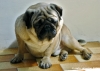 carlino_ettore002