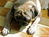 carlino_ettore004