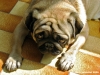 carlino_ettore005