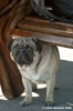 carlino_ettore1