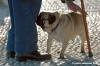 carlino_ettore2