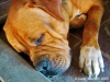 doug_francese2