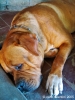 doug_francese3