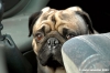 ettore_auto2