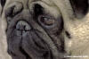 ettore_carlino008