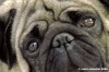ettore_carlino012