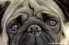 ettore_carlino014