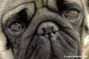 ettore_carlino016