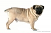 ettore_carlino03