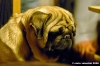 ettore_carlino1_060304