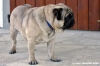 ettore_carlino1_060415