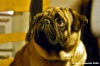 ettore_carlino3_060304