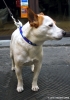jack_russell3