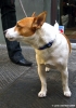jack_russell4