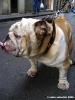 mastino1_061111
