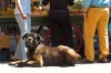 mastino2
