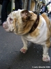 mastino2_061111