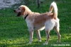 pelago_lapieve_scuderie013