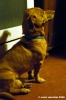 rufus_bassotto3