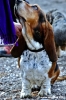 sant_elia002