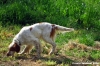 setter_inglese
