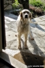 setter_inglese001