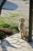 setter_inglese002