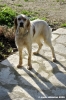 setter_inglese003