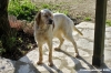 setter_inglese004