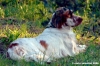 setter_inglese02_060923