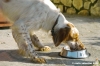 setter_inglese03
