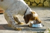 setter_inglese05