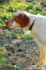setter_inglese1