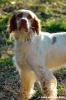 setter_inglese2