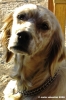 setter_inglese4
