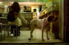 via_san_gallo_cane1_021130