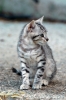 cornacchino_gatto01