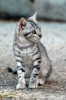 cornacchino_gatto02
