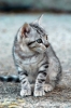 cornacchino_gatto03