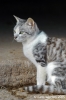 cornacchino_gatto04