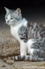 cornacchino_gatto05
